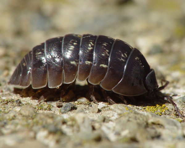 sow bugs